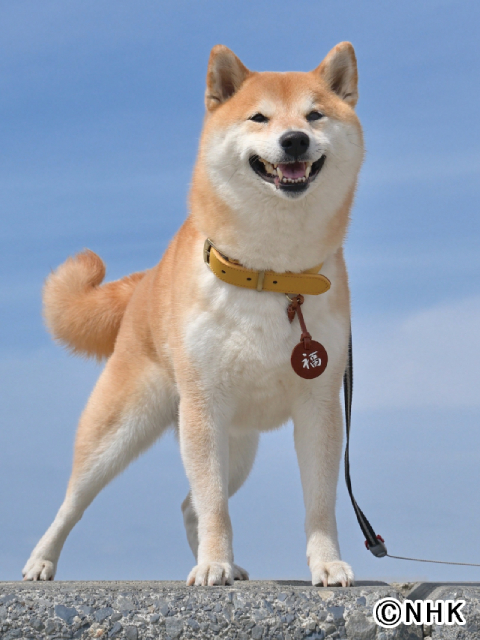 柄本時生と津田健次郎がドラマ10「シバのおきて」で柴犬の声を担当！