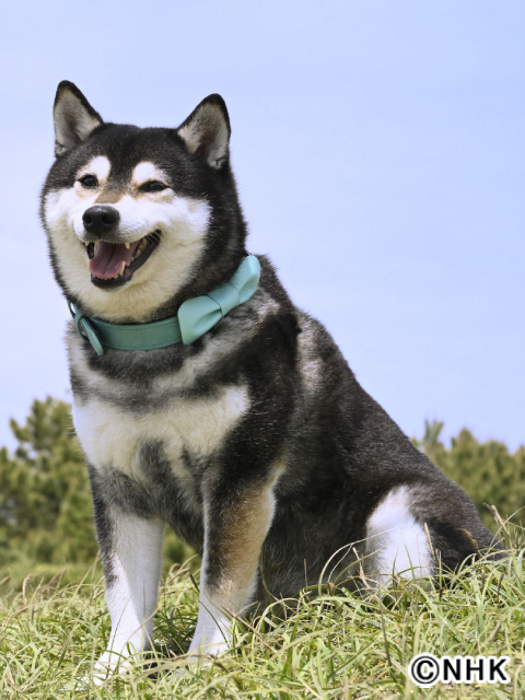 柄本時生と津田健次郎がドラマ10「シバのおきて」で柴犬の声を担当！