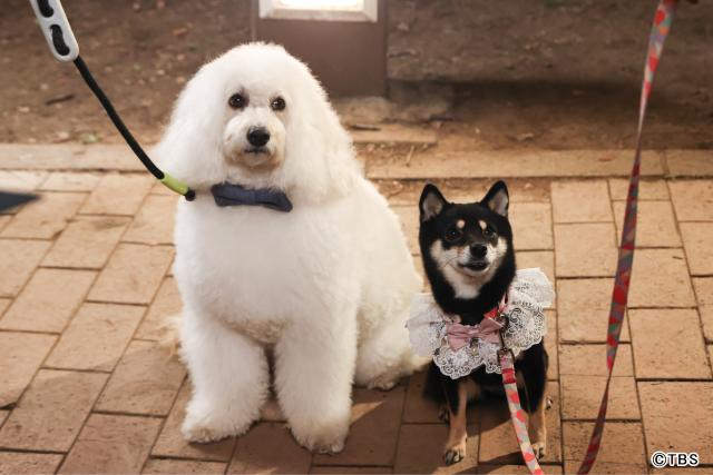 最終回目前!「初恋DOGs」宮﨑真佐子Pが明かす、日韓共同制作の挑戦と手応え