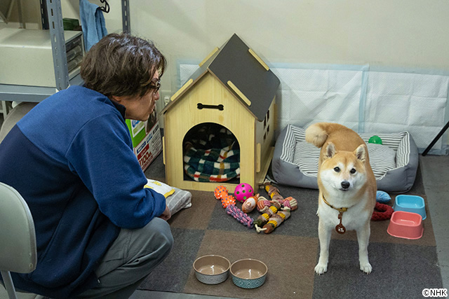 ドラマ10「シバのおきて～われら犬バカ編集部～」／第5回