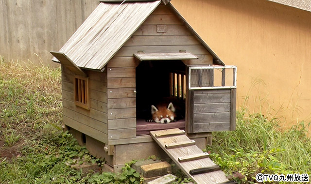 フット後藤＆中島健人が動物と飼育員の“絆”にほっこり！「Zooっと家族」
