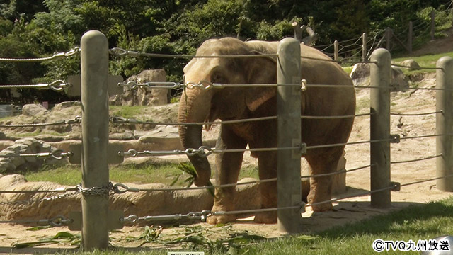 フット後藤＆中島健人が動物と飼育員の“絆”にほっこり！「Zooっと家族」