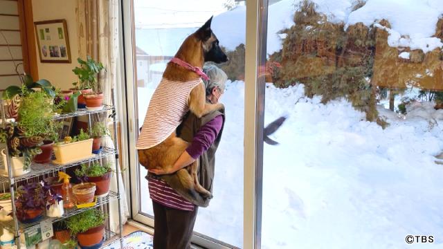 ROIROMが活躍犬に感謝を届ける新企画「動物スクープ100連発」で心温まる展開に