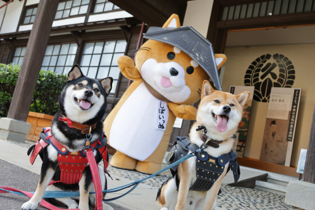 「シバのおきて」主演の大東駿介が11月22日“柴犬の聖地”島根・益田市へ