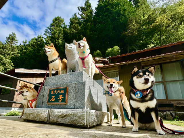 「シバのおきて」主演の大東駿介が11月22日“柴犬の聖地”島根・益田市へ