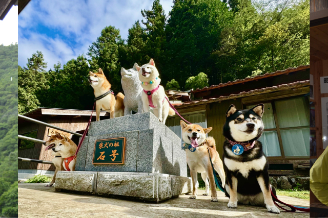 「シバのおきて」主演の大東駿介が11月22日“柴犬の聖地”島根・益田市へ