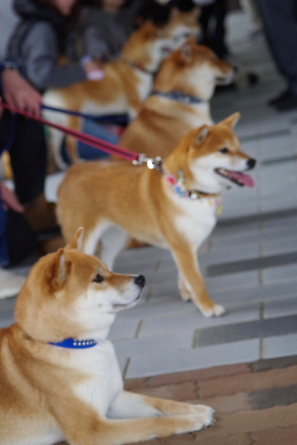 「シバのおきて」主演の大東駿介が11月22日“柴犬の聖地”島根・益田市へ