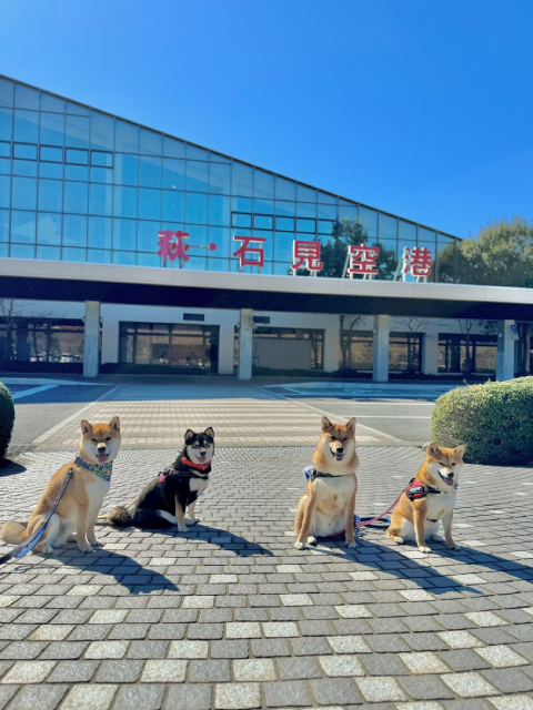 「シバのおきて」主演の大東駿介が11月22日“柴犬の聖地”島根・益田市へ