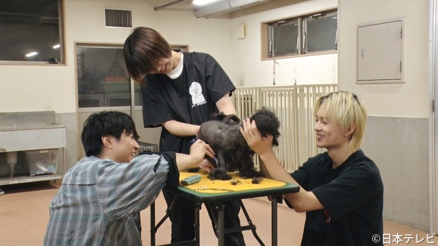 佐野勇斗、初の保護犬トリミングで神対応！　相葉雅紀も爆笑「かわいいね」の声掛けが独特!?