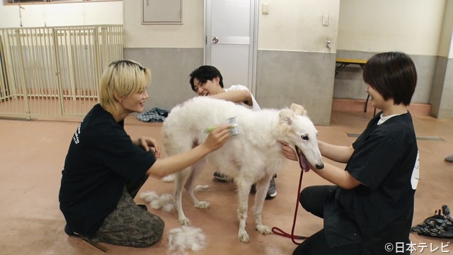 佐野勇斗、初の保護犬トリミングで神対応！　相葉雅紀も爆笑「かわいいね」の声掛けが独特!?