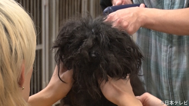 佐野勇斗、初の保護犬トリミングで神対応！　相葉雅紀も爆笑「かわいいね」の声掛けが独特!?