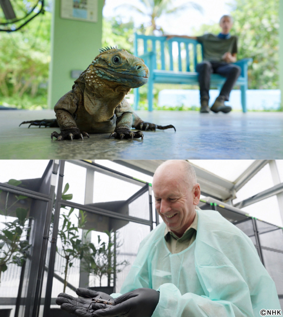 相葉雅紀×岩合光昭「ダーウィンが来た!」年末SP。生態系復活劇の裏側に迫る