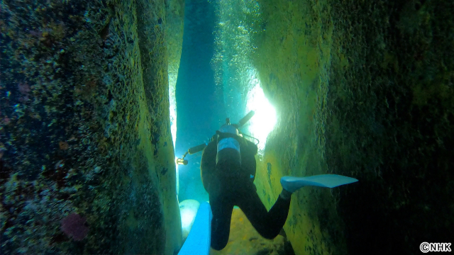 相葉雅紀×岩合光昭「ダーウィンが来た!」年末SP。生態系復活劇の裏側に迫る