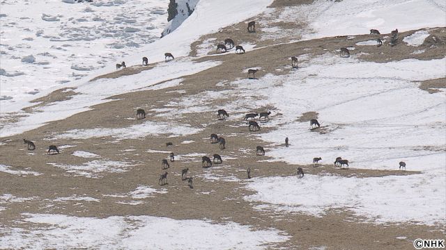 知床で今何が?「北海道道」拡大版でオホーツク海の気候変動がもたらす命の営みのほころびに迫る