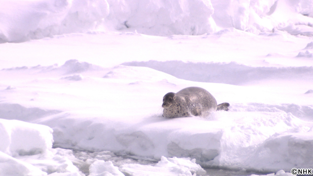 知床で今何が?「北海道道」拡大版でオホーツク海の気候変動がもたらす命の営みのほころびに迫る