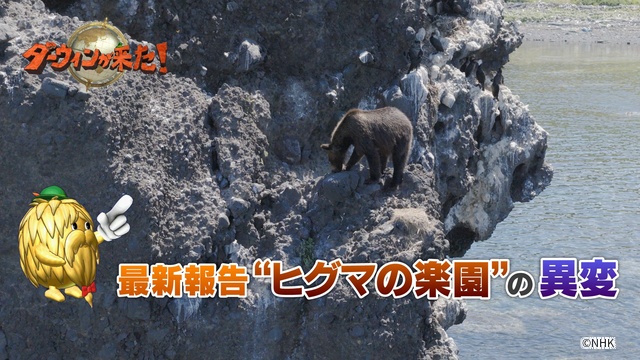 「ダーウィンが来た!」北海道知床半島で生活するヒグマの今に密着!