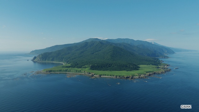 「ダーウィンが来た!」北海道知床半島で生活するヒグマの今に密着!