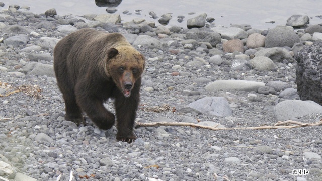 「ダーウィンが来た!」北海道知床半島で生活するヒグマの今に密着!