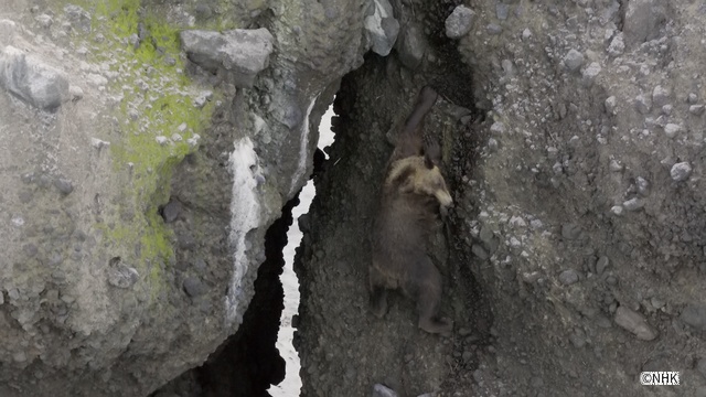「ダーウィンが来た!」北海道知床半島で生活するヒグマの今に密着!