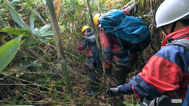 「ダーウィンが来た!」北海道知床半島で生活するヒグマの今に密着!