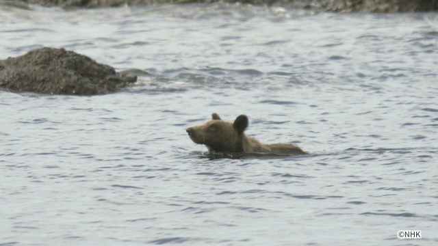 「ダーウィンが来た!」北海道知床半島で生活するヒグマの今に密着!
