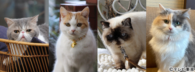 中川大輔が猫と話せるトラベルライターに。一風変わった旅ドラマ「旅と僕と猫」放送決定！