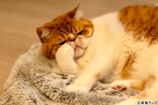 柏木由紀がAKB48卒業後ドラマ初主演！　オヤジ猫と同居!?「元カレの猫を、預かりまして。」