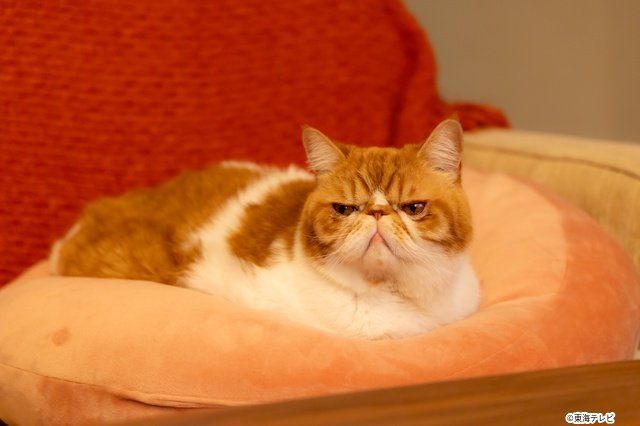 甲斐翔真がヒロインを惑わす部下に！　柏木由紀主演「元カレの猫を、預かりまして。」新キャスト解禁