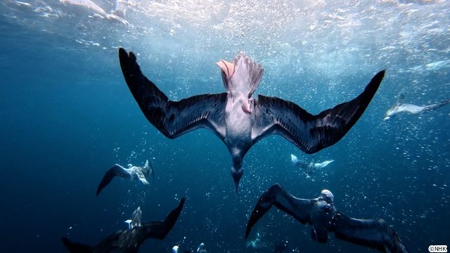 「ダーウィンが来た！」宮崎県の無人島を舞台に神秘的な海鳥・オオミズナギドリを徹底取材！