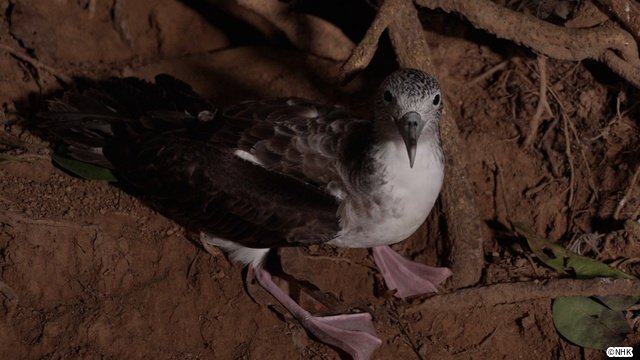 「ダーウィンが来た！」宮崎県の無人島を舞台に神秘的な海鳥・オオミズナギドリを徹底取材！