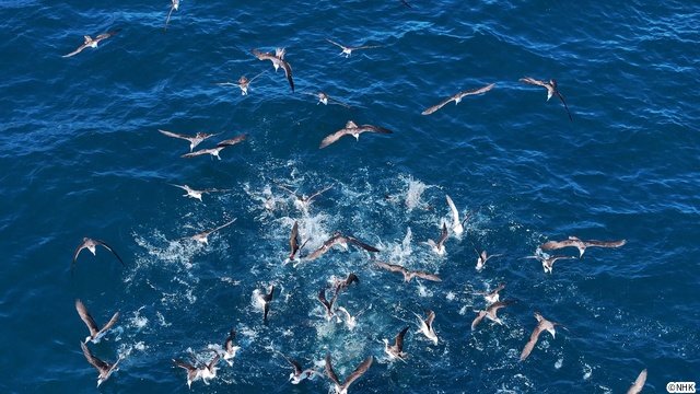 「ダーウィンが来た！」宮崎県の無人島を舞台に神秘的な海鳥・オオミズナギドリを徹底取材！