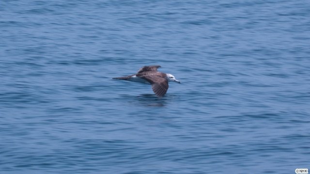 「ダーウィンが来た！」宮崎県の無人島を舞台に神秘的な海鳥・オオミズナギドリを徹底取材！