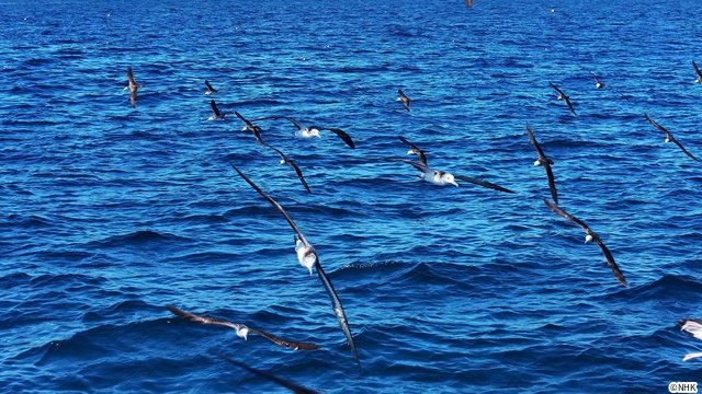 「ダーウィンが来た！」宮崎県の無人島を舞台に神秘的な海鳥・オオミズナギドリを徹底取材！