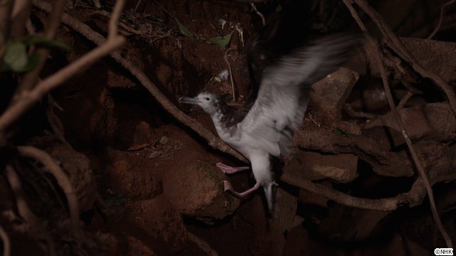 「ダーウィンが来た！」宮崎県の無人島を舞台に神秘的な海鳥・オオミズナギドリを徹底取材！