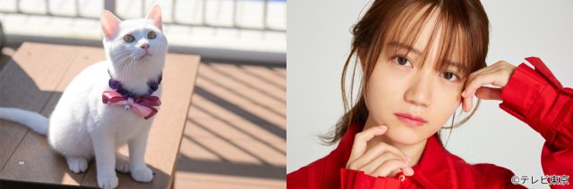 中川大輔主演「旅と僕と猫」福室莉音、前田拳太郎がゲスト出演！　声優・尾崎由香も猫役で登場