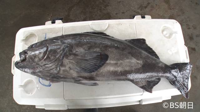 怪魚ハンター・マルコスが「魚が食べたい！」スペシャル企画に登場「ぶちかまします！」