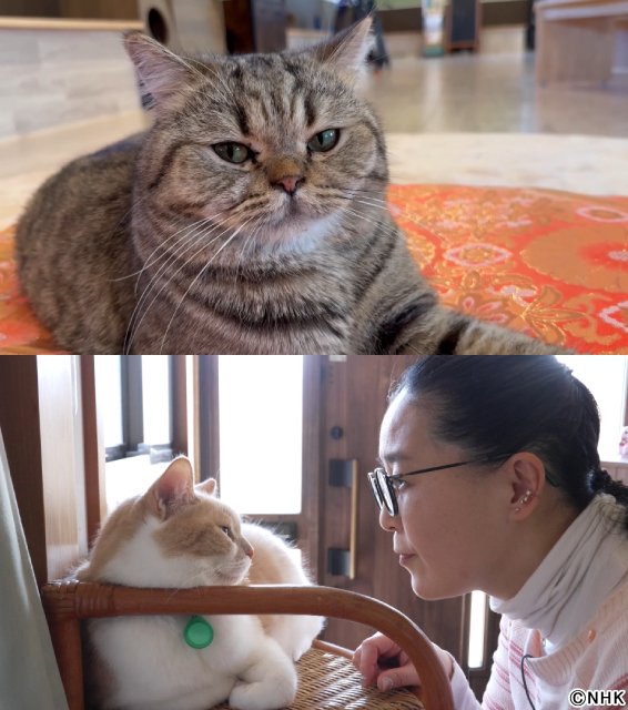 石原さとみが科学でネコを徹底解剖「CATはキュートアンドツンデレ」カミナリ・まなぶが珍解釈！