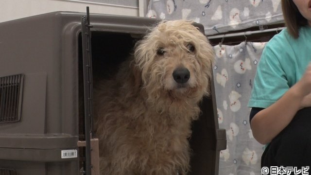 横山裕＆相葉雅紀「みんなのどうぶつ園」の保護犬トリミングで再びあうんの呼吸を披露！