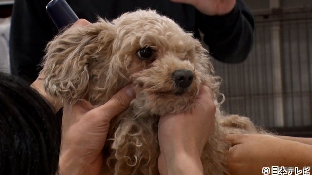 横山裕＆相葉雅紀「みんなのどうぶつ園」の保護犬トリミングで再びあうんの呼吸を披露！
