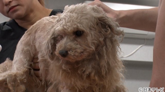 横山裕＆相葉雅紀「みんなのどうぶつ園」の保護犬トリミングで再びあうんの呼吸を披露！