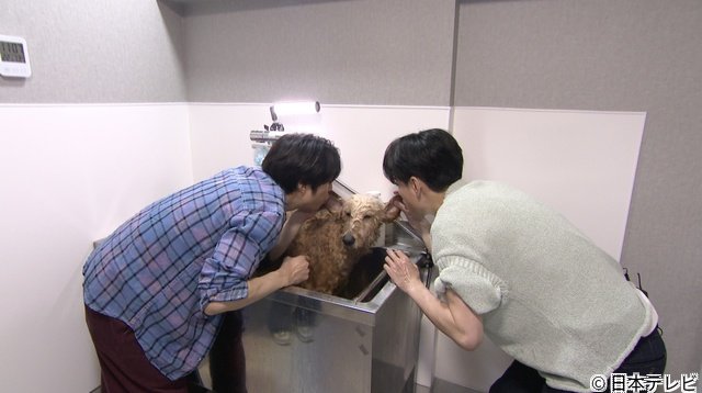 横山裕＆相葉雅紀「みんなのどうぶつ園」の保護犬トリミングで再びあうんの呼吸を披露！