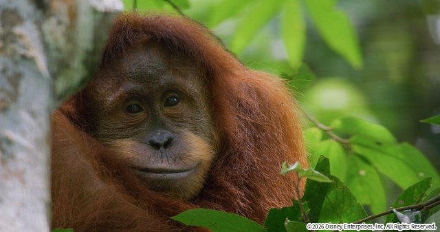 IU&ビョン・ウソク「21世紀の大君夫人」やSW新作アニメほか【ディズニープラス4月新着作品】