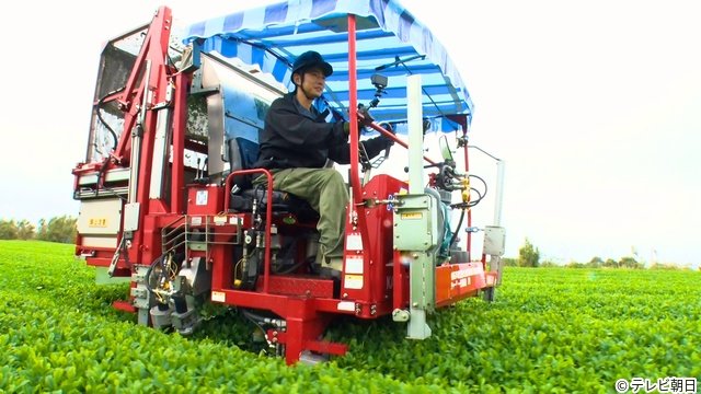相葉雅紀「相葉マナブ」鹿児島3週連続SP開幕　新茶の入れ方＆茶葉の天ぷらに驚き