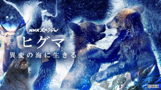 松田翔太がナレーションを担当。「NHKスペシャル」でヒグマを取り巻く海の異変に迫る