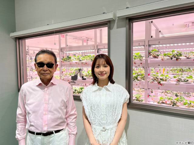 「タモリステーション」“AIが育てるイチゴ”にタモリ驚き 日本フルーツ特集で最新技術を深掘り