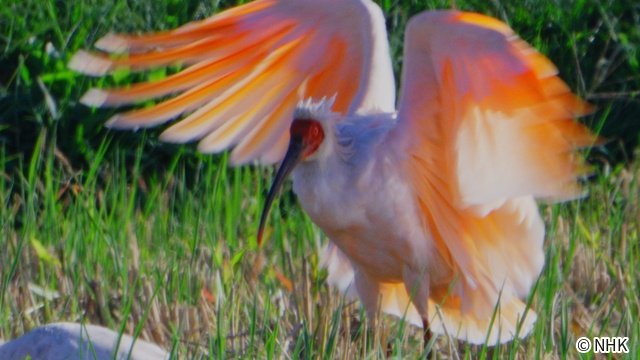 絶滅からの復活「NHKスペシャル」のカメラが捉えたトキ復活の舞台裏とは
