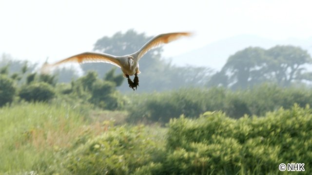 絶滅からの復活「NHKスペシャル」のカメラが捉えたトキ復活の舞台裏とは