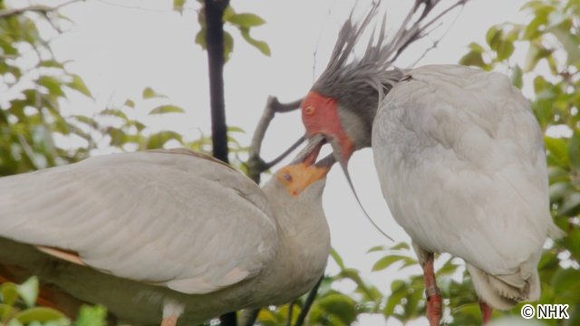 絶滅からの復活「NHKスペシャル」のカメラが捉えたトキ復活の舞台裏とは
