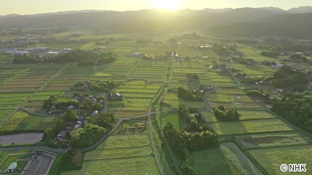 絶滅からの復活「NHKスペシャル」のカメラが捉えたトキ復活の舞台裏とは