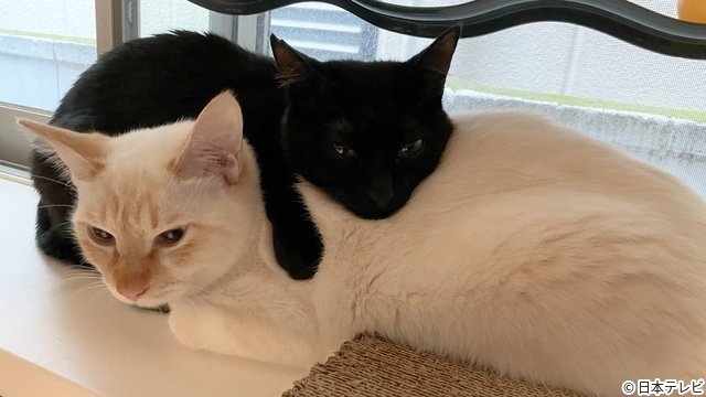 松村北斗が保護猫にメロメロ 氷川きよしはサンシャイン池崎のもとへ「嗚呼!!みんなの動物園」
